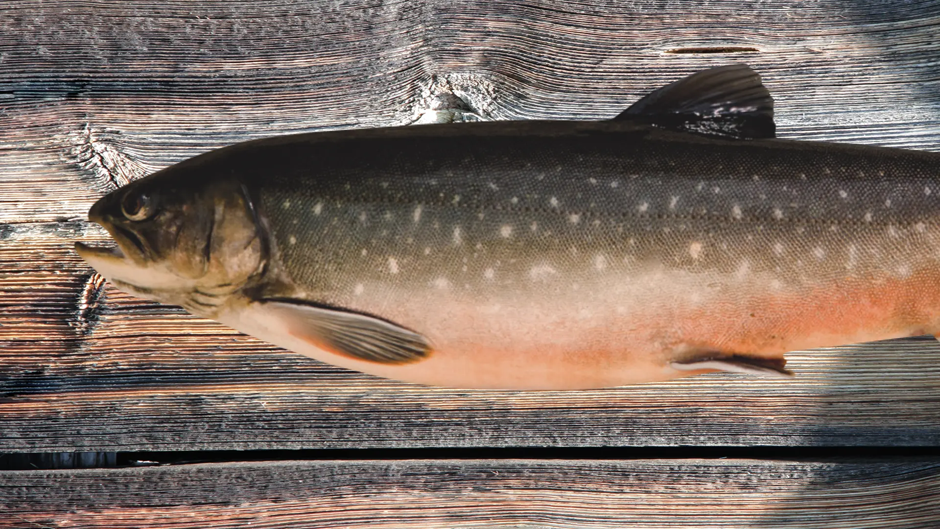 ein kompromisslos guter RamschwagSaibling aus Nenzing auf einem verwittertem Holzbrett