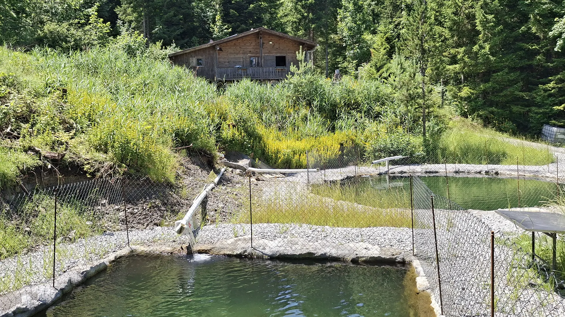 Blick von Weiher auf das Wirtschaftsgebäude RamschwagSaibling, top Qualität durch frisches, kaltes Wasser